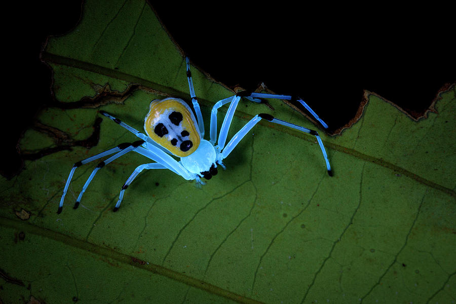 Nobody Photograph - Crab Spider Under Uv Light by Melvyn Yeo Nobody Photograph - Crab Spider Under Uv Light by Melvyn Yeo