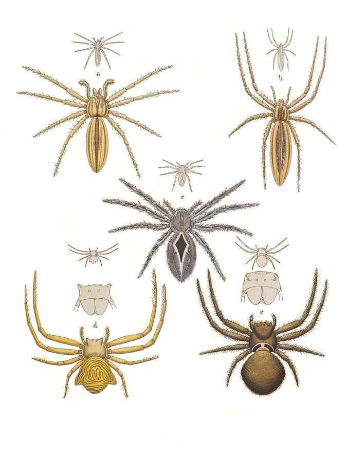 Crab Spiders Photograph by Biodiversity Heritage Library