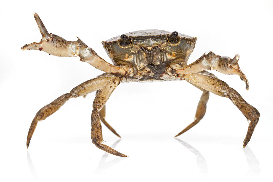 Crab Suriname Photograph by Piotr Naskrecki