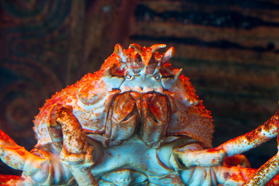 Crab Photograph by Susan Jensen