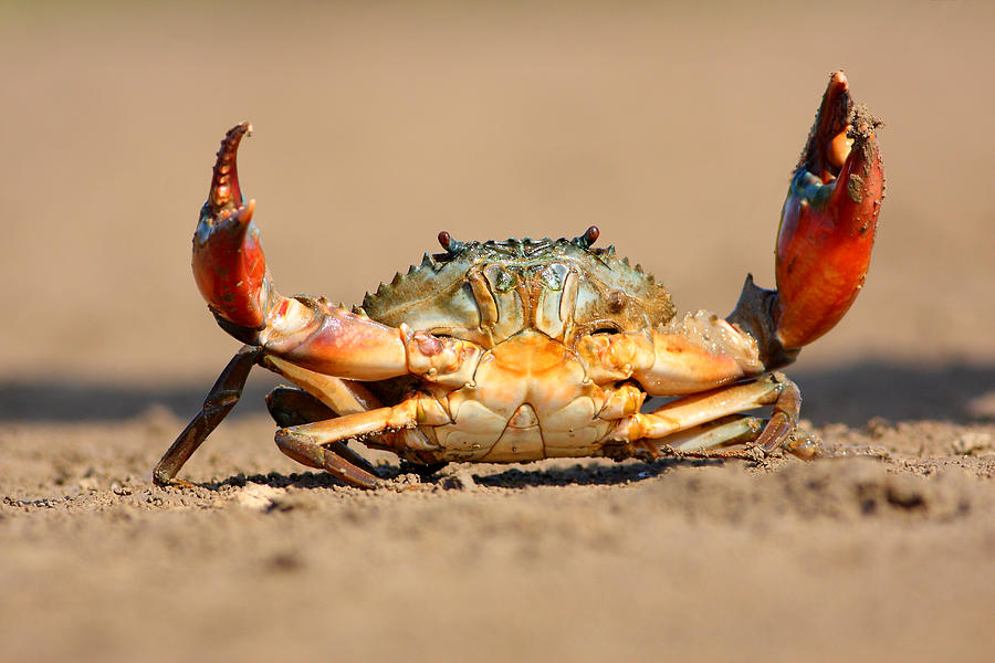 Crab Photograph by Zahoor Salmi