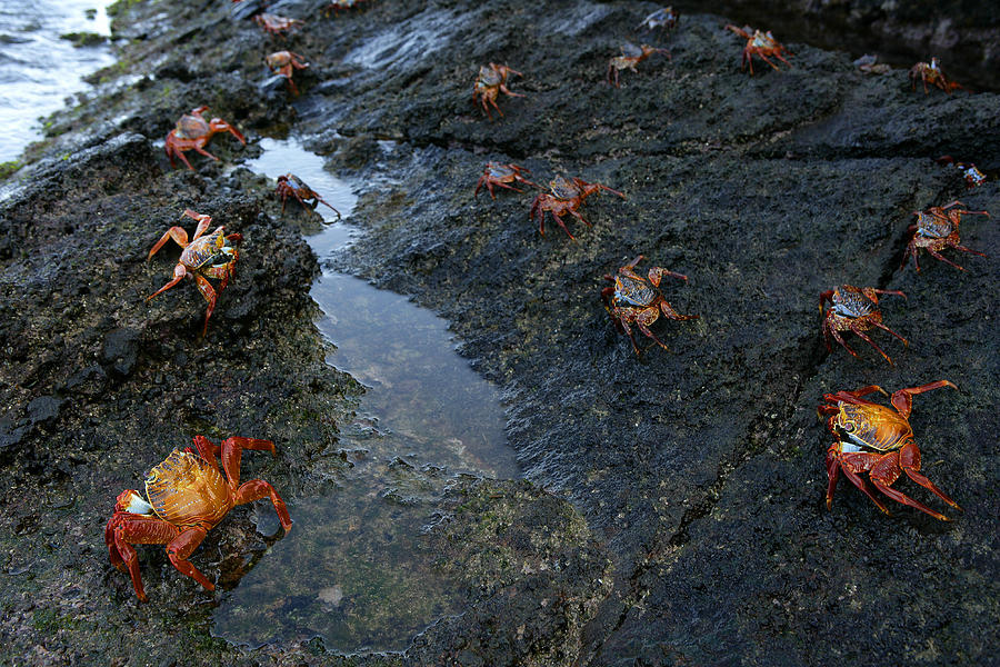 Crab Zayapa, Floreana Island Photograph by David Santiago Garcia - Fine ...