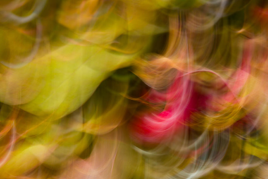 Crabapple Abstract Photograph by Penny Meyers