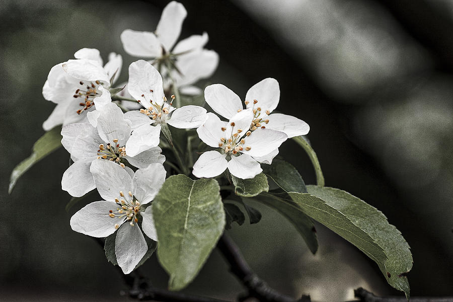 Crabapple blossoms - arboretum - Madison Photograph by Steven Ralser