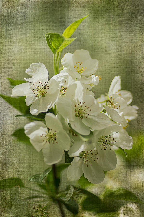 Crabapple Blossoms 1 Photograph by Wayne Meyer
