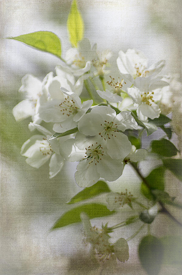 Crabapple Blossoms 2 Photograph by Wayne Meyer
