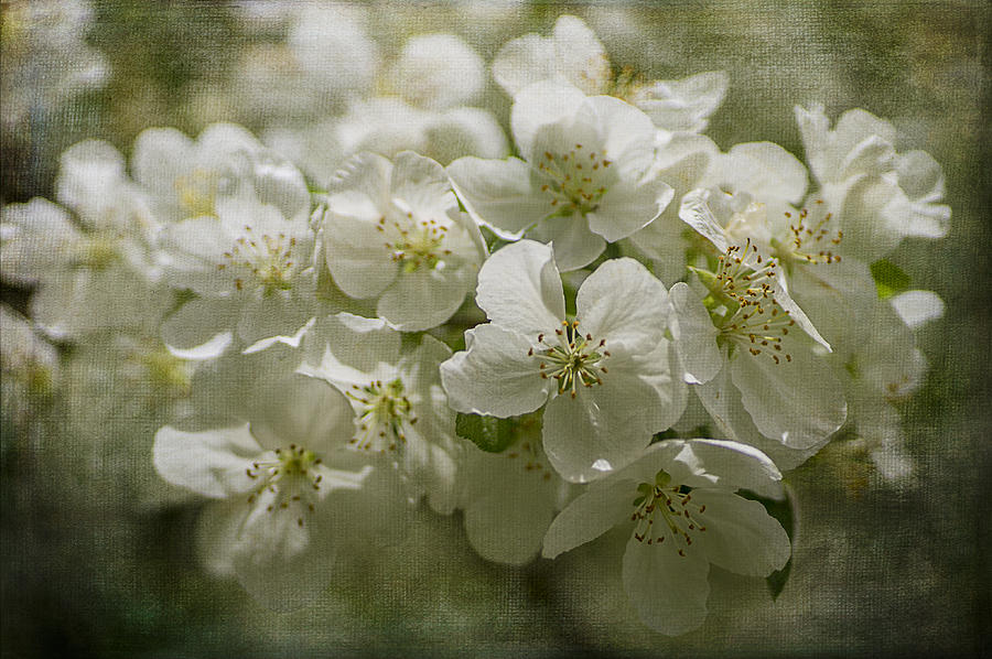 Crabapple Blossoms 3 Photograph by Wayne Meyer