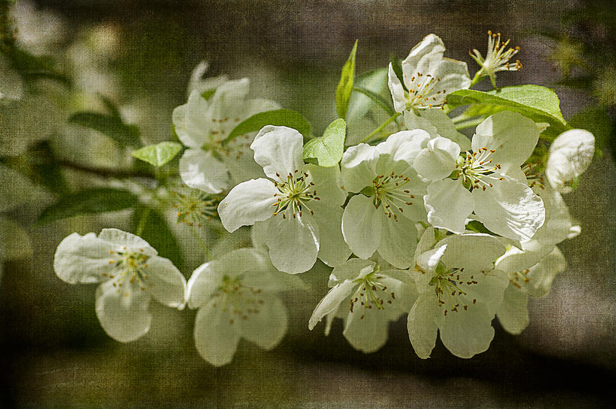 Crabapple Blossoms 4 With Textures Photograph by Wayne Meyer