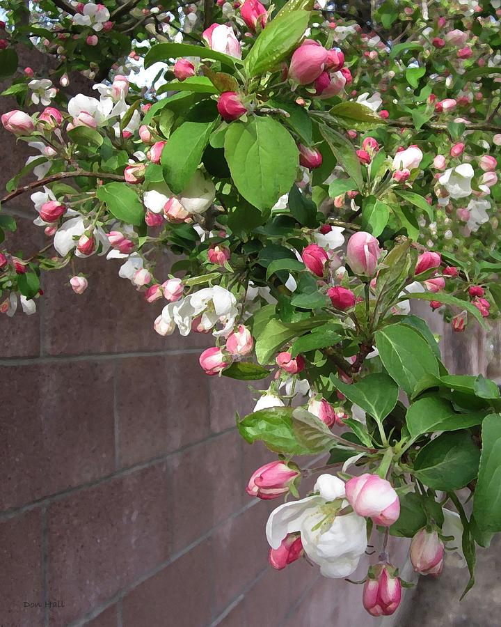 Crabapple Blossoms and Wall Photograph by Donald S Hall