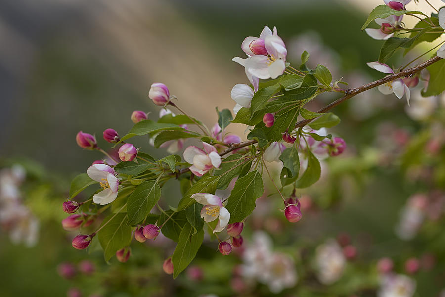 Crabapple Blossoms Photograph by Eunice Gibb