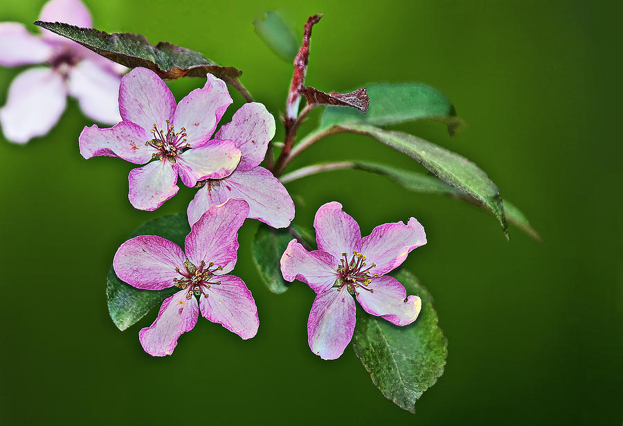 Flower Photograph - Crabapple Blossoms by Marcia Colelli