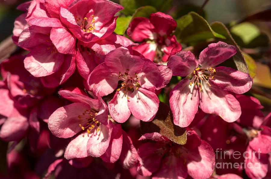 Crabapple Blossoms Photograph by Sharon Talson