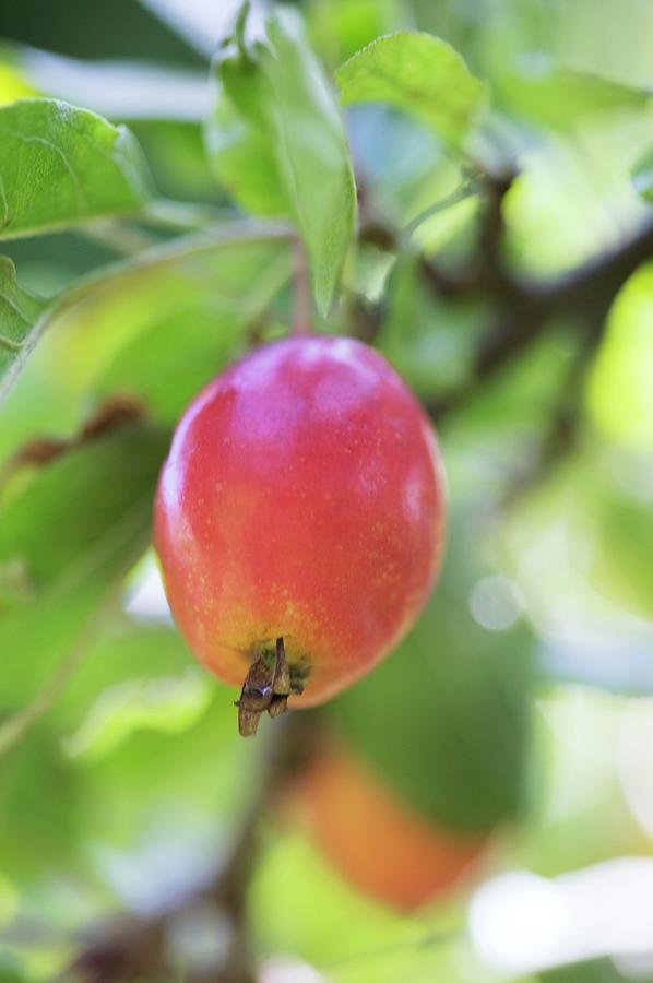 Harvested organic apples (Malus sp.). Photographed in Gura