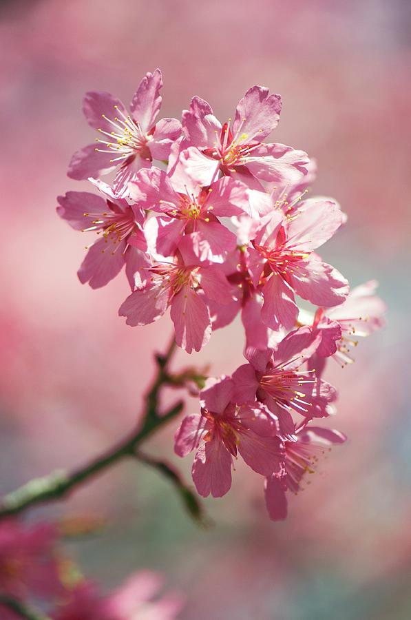 Crabapple (malus Coronaria) Tree In Blossom Photograph by Maria Mosolova/science Photo Library