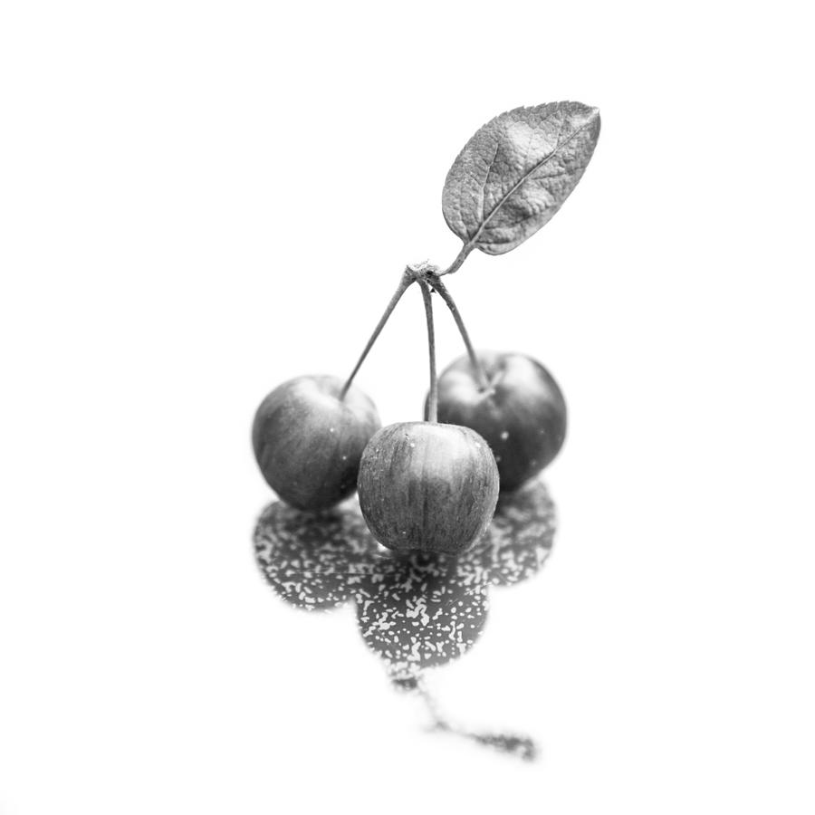 Nature Photograph - Crabapple Monochrome by Semmick Photo