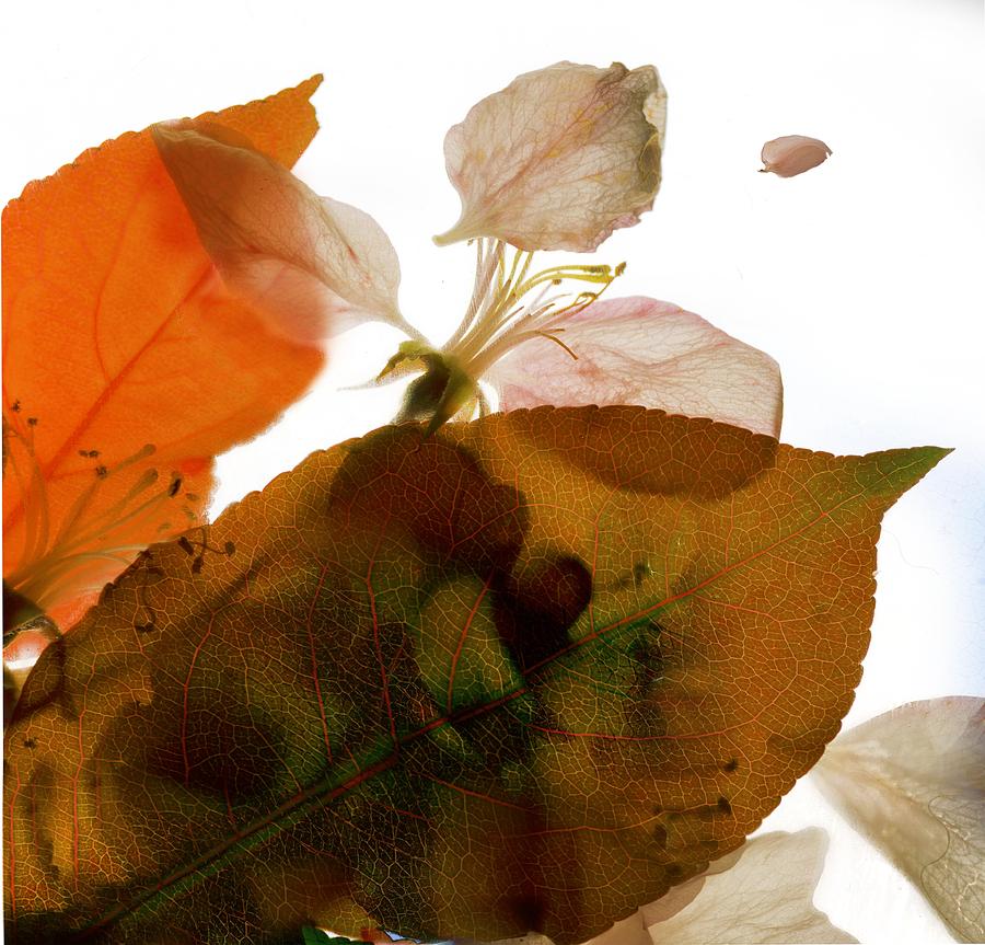 Flower Digital Art - Crabapple Rose I by Julia McLemore