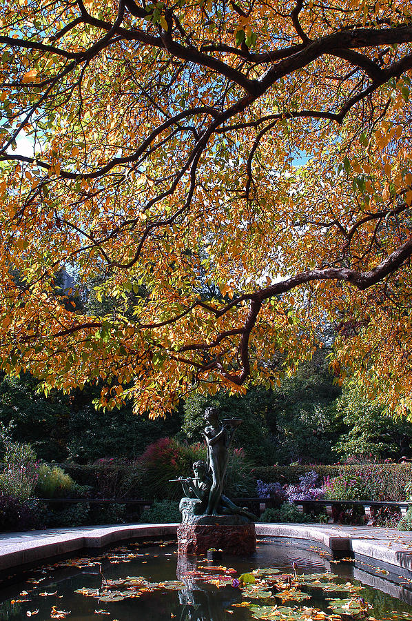 Crabapple Tree above the Fountain Photograph by Yue Wang