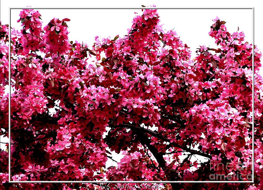 Crabapple Blossoms Photograph - Crabapple Tree Blossoms by Rose Santuci-Sofranko Crabapple Blossoms Photograph - Crabapple Tree Blossoms by Rose Santuci-Sofranko