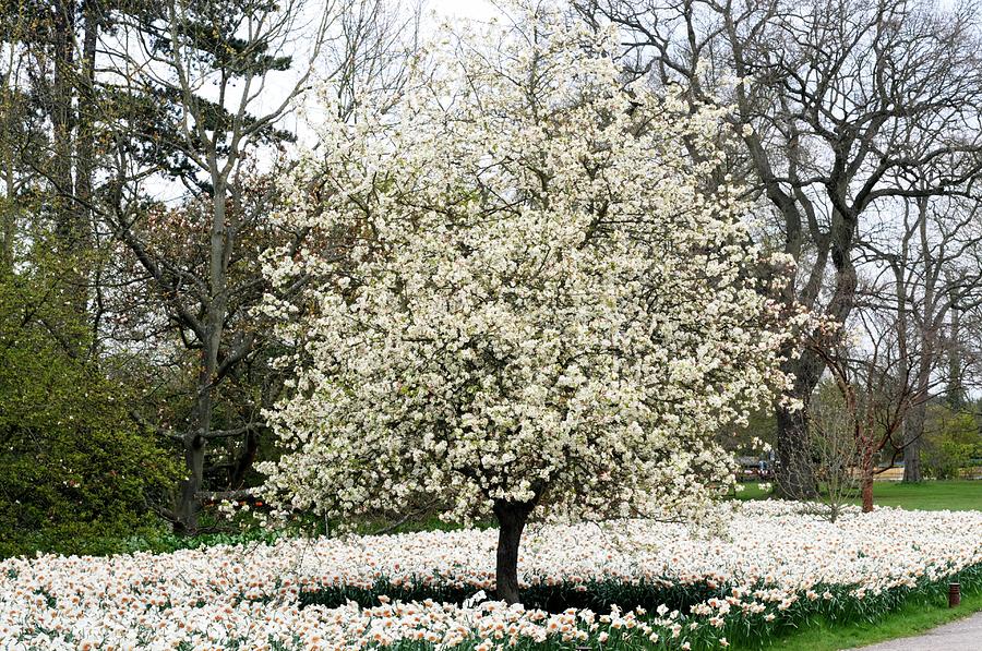 Crabapple Tree In Blossom Photograph by Anthony Cooper/science Photo Library