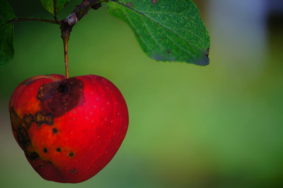 Apple Photograph - Crabapple by Tristan Bosworth