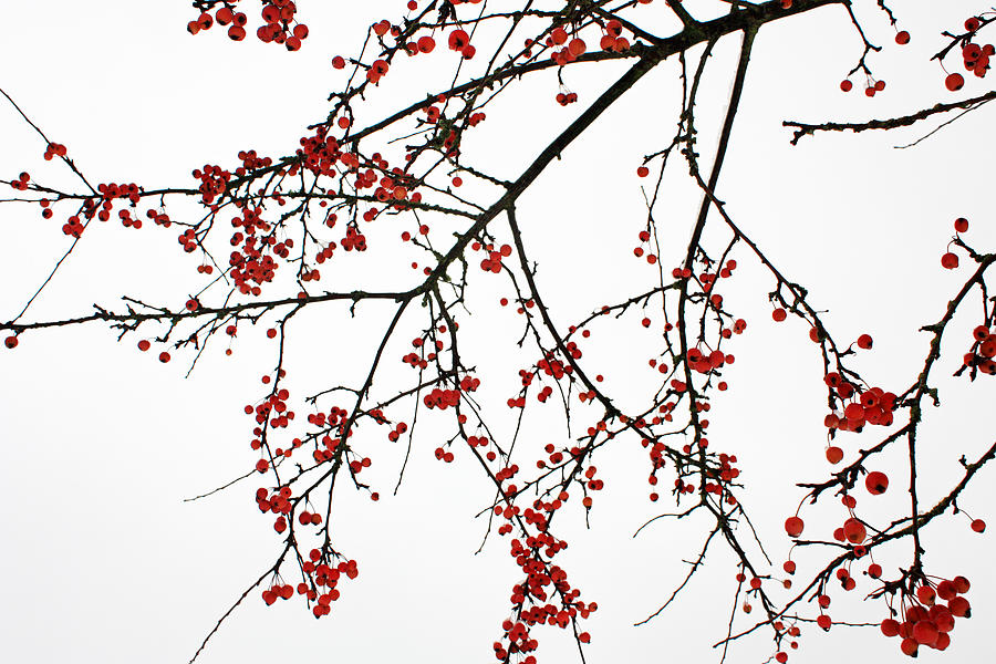 Crabapples I Photograph by Gerry Bates