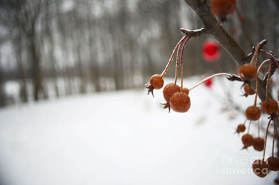 Winter Photograph - Crabapples Iced by Elaine Mikkelstrup