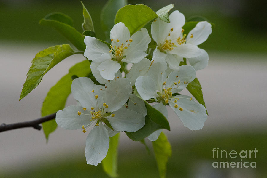 Crabapples in Spring Photograph by David Bearden