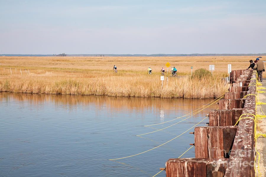 Crabbers and Cyclists at Blackwater  National Wildlife Refuge near Cambridge Maryland  Photograph by William Kuta