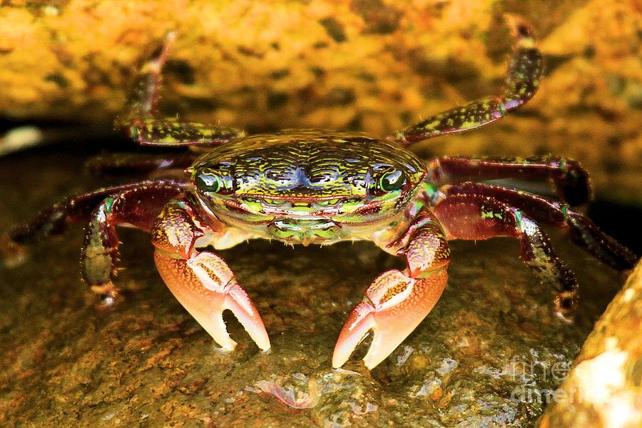 Crabbing Around Photograph by Adam Jewell