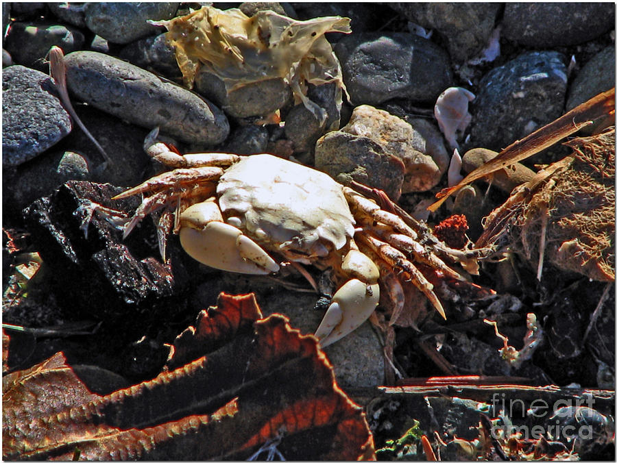Crabby Photograph by Chris Anderson