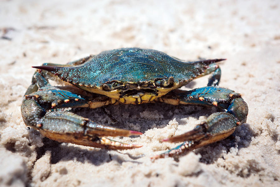 Crabby Crab Photograph by Sennie Pierson