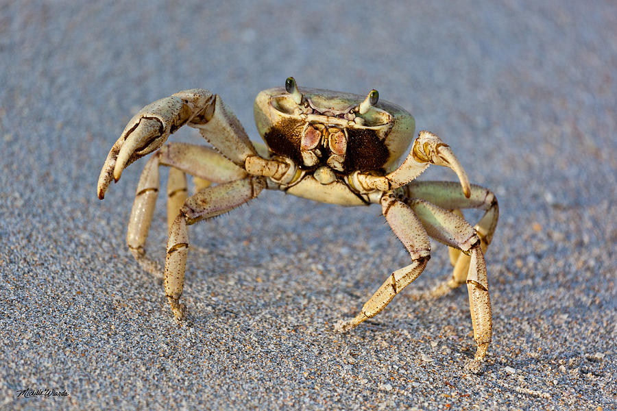 Crabby Photograph by Michelle Constantine