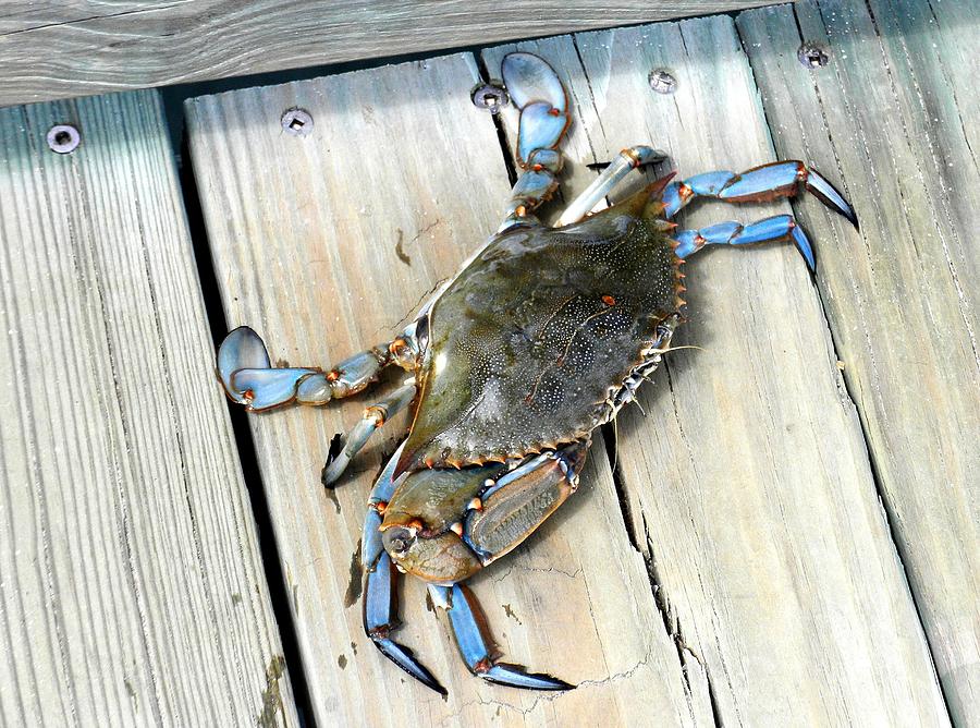 Crabby Photograph by Paulette Thomas