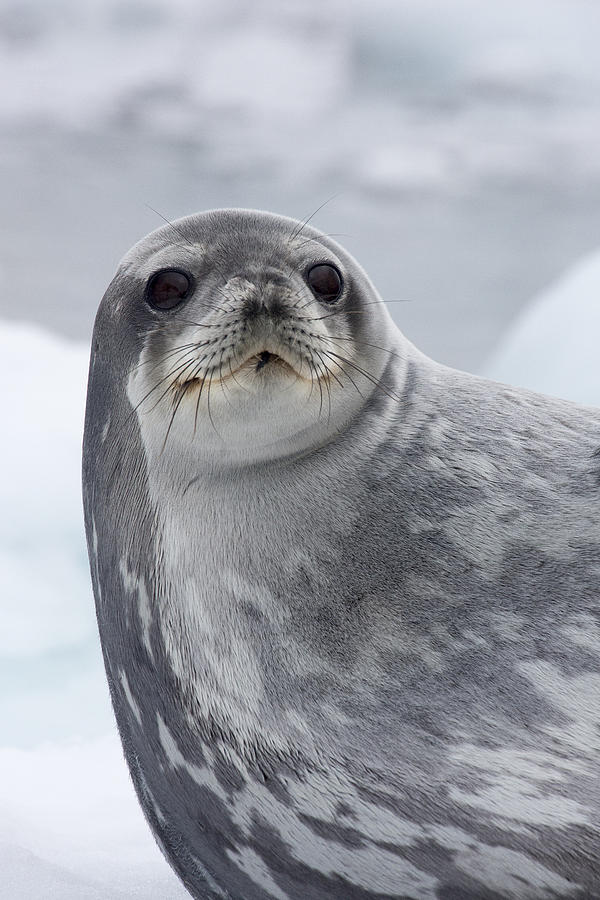 Crabeater Seal Antarctica Photograph by Matthias  Breiter