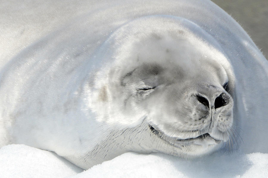 Crabeater Seal Photograph by Jennifer LaBouff