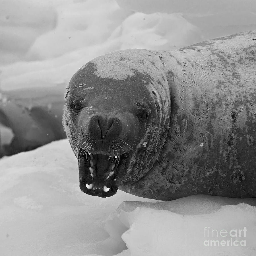 Crabeater Seal.. Photograph by Nina Stavlund