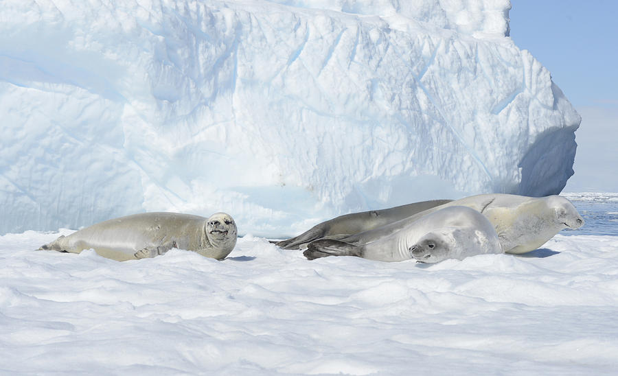 Crabeater Seals Resting Photograph by Jennifer LaBouff