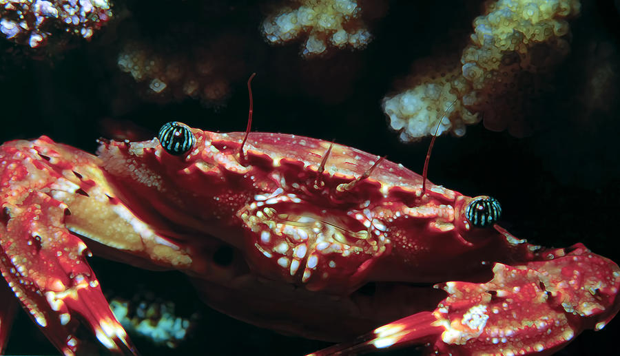 Crabs 1 Photograph by Dawn Eshelman