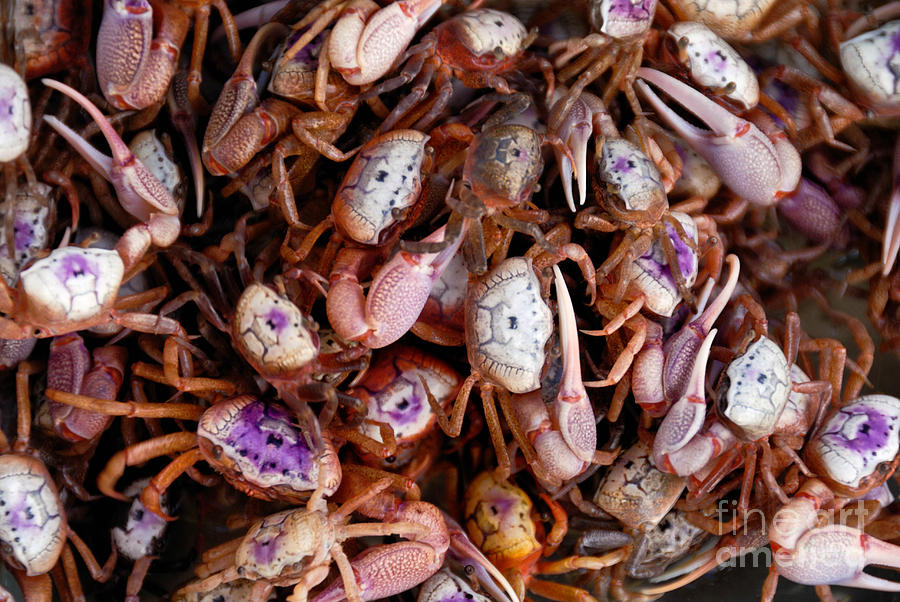 Crab Photograph - Crabs by Amy Cicconi