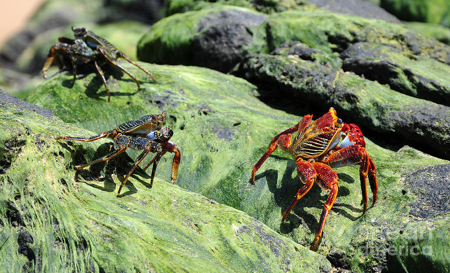 Crabs at the Beach Photograph by Vivian Christopher