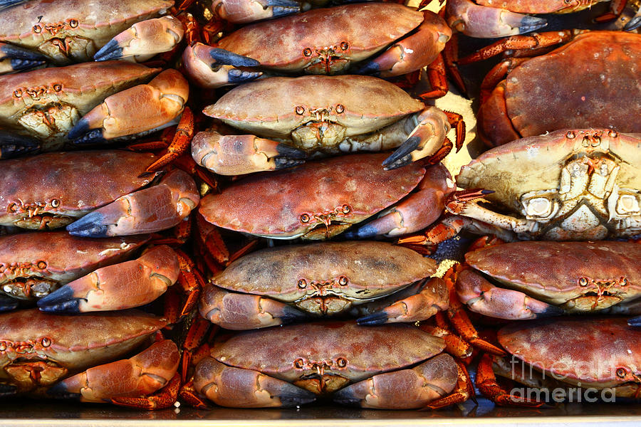 Crabs await their fate Photograph by James Brunker