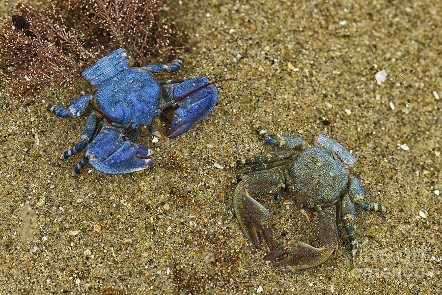 Crabs Photograph by Carrie Cranwill