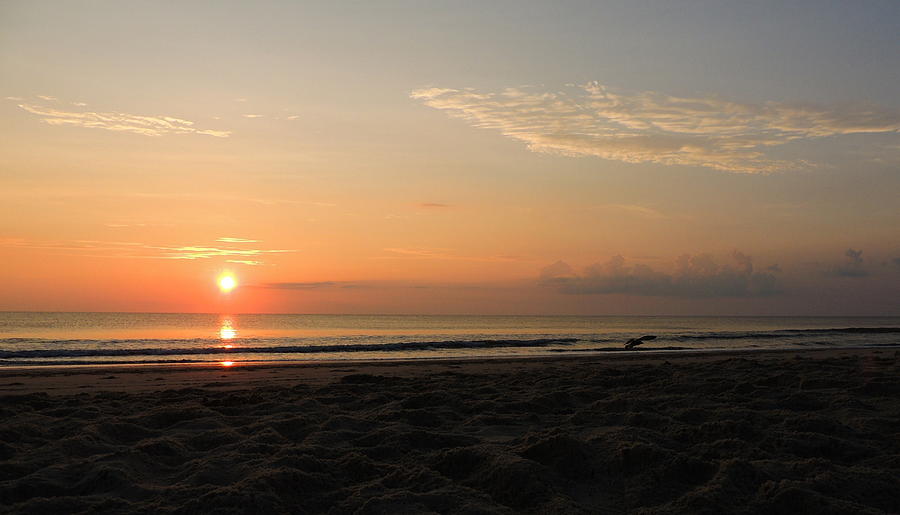 Crabs View Photograph by Mim White - Fine Art America