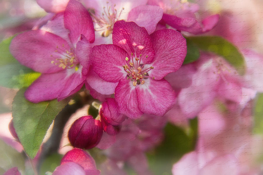 Crabtree Blossoms Photograph by Jemmy Archer