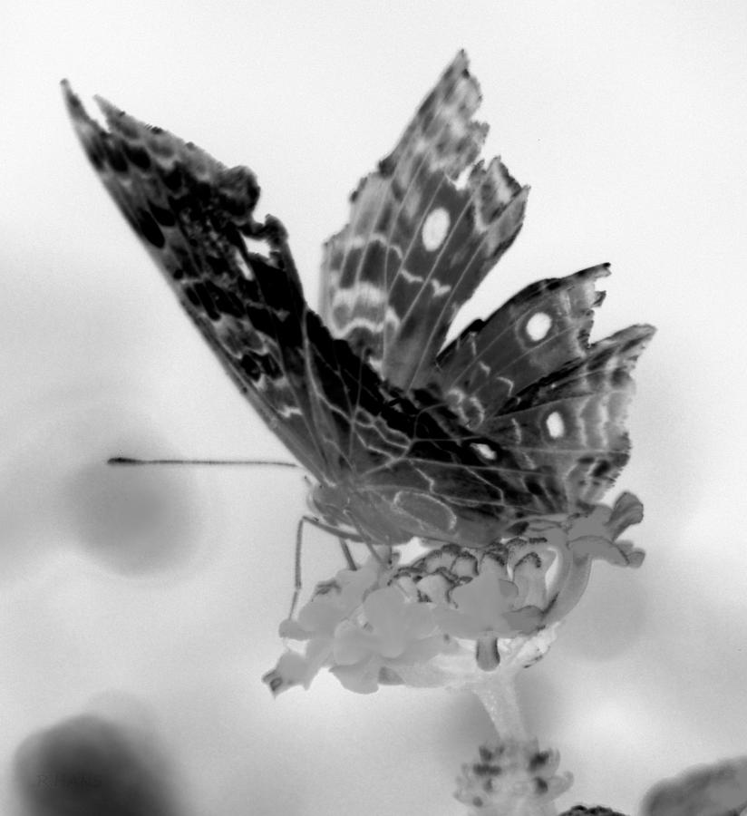Cracked Wing Black White Close Photograph by Rob Hans