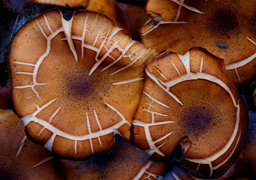 Cracked Fungi Photograph by Robert Woodward