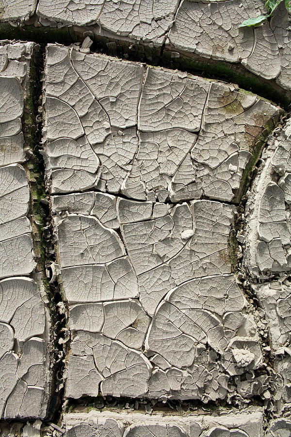 Desert Photograph - Cracked Mud by Dr Morley Read/science Photo Library