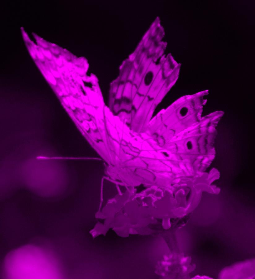 Cracked Wing Close Purple Photograph by Rob Hans