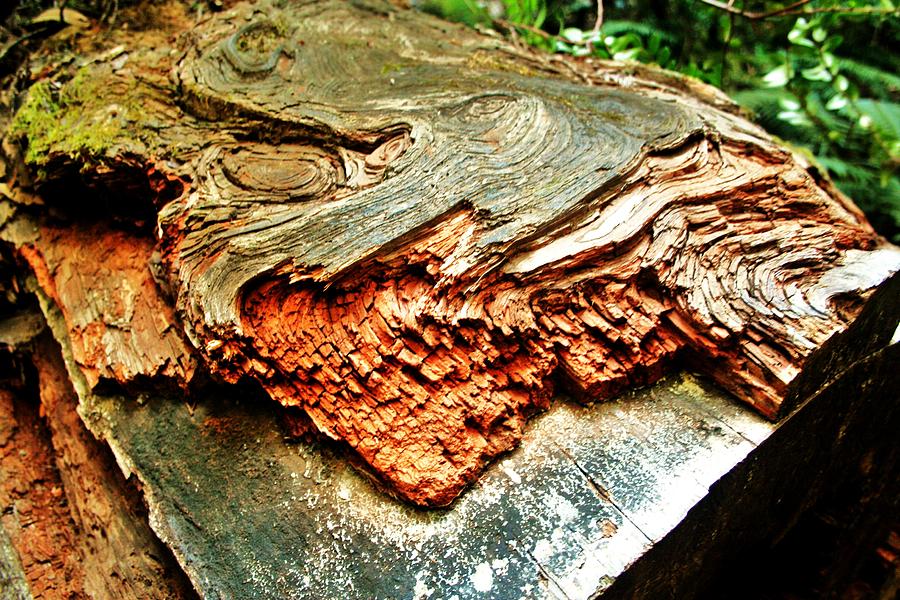 Cracked Wood Photograph