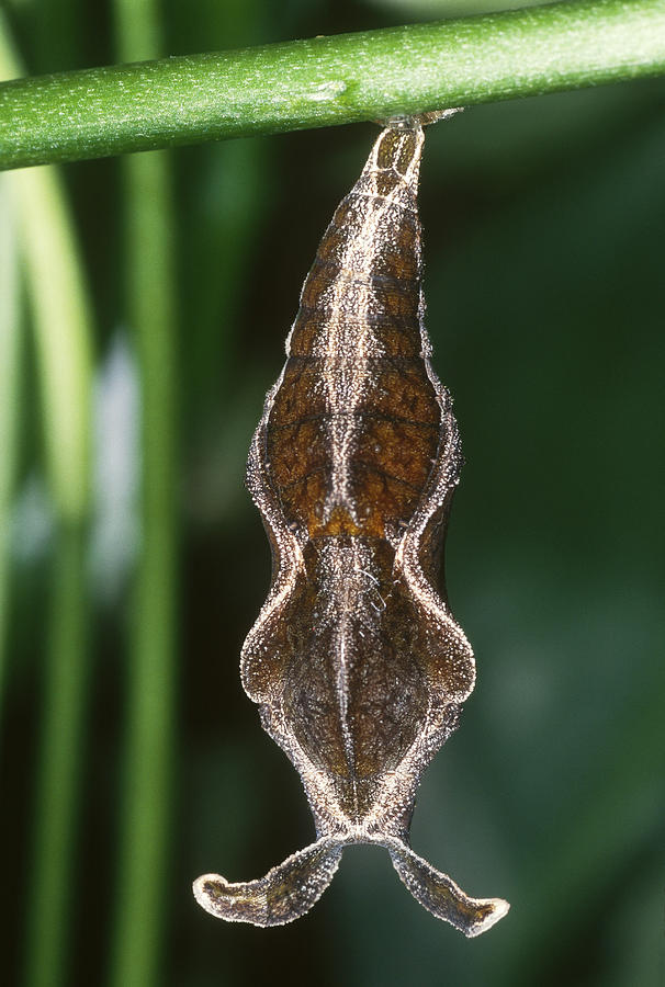 Cracker Butterfly Pupa Photograph by Valerie Giles